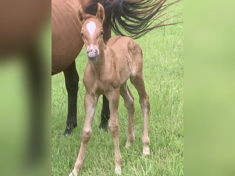 American Quarter Horse Gelding 5 years 14,2 hh Dun in MADISONVILLE, KY