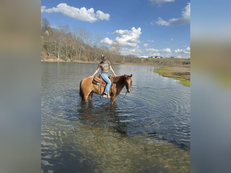 American Quarter Horse Gelding 5 years 14,2 hh Dun in MADISONVILLE, KY