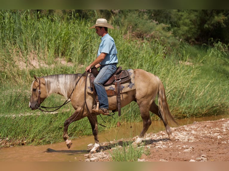 American Quarter Horse Gelding 5 years 14,2 hh Dun in Canyon TX