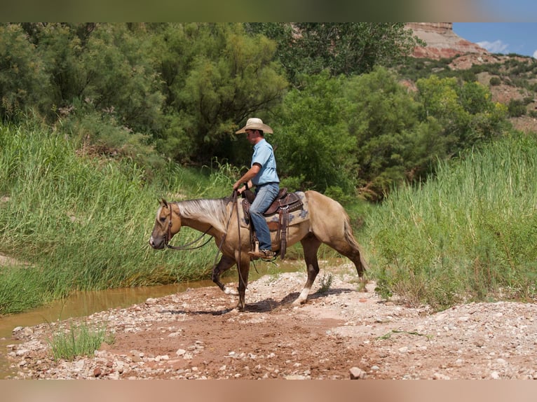 American Quarter Horse Gelding 5 years 14,2 hh Dun in Canyon TX