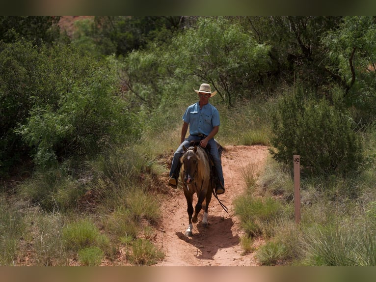 American Quarter Horse Gelding 5 years 14,2 hh Dun in Canyon TX