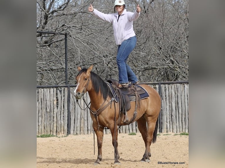 American Quarter Horse Gelding 5 years 14,2 hh Dun in Weatherford TX