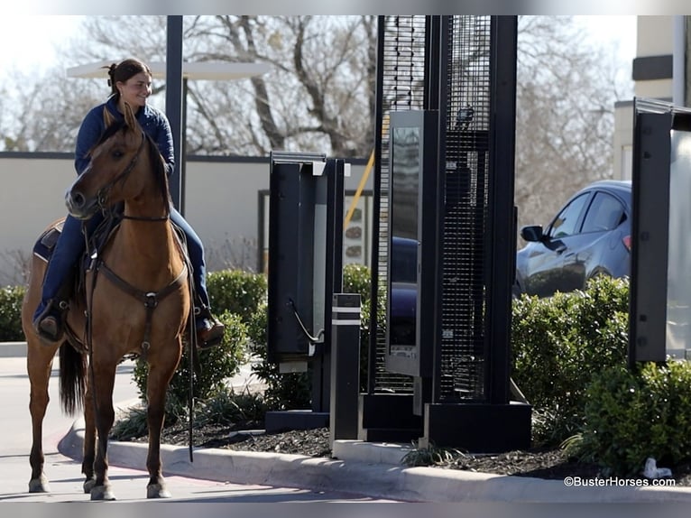 American Quarter Horse Gelding 5 years 14,2 hh Dun in Weatherford TX