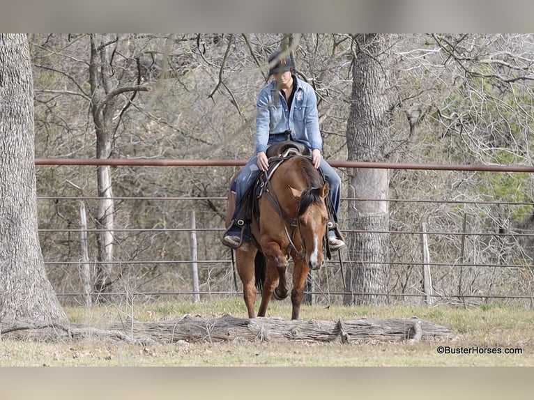 American Quarter Horse Gelding 5 years 14,2 hh Dun in Weatherford TX