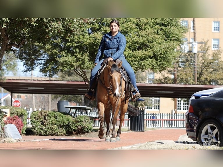 American Quarter Horse Gelding 5 years 14,2 hh Dun in Weatherford TX