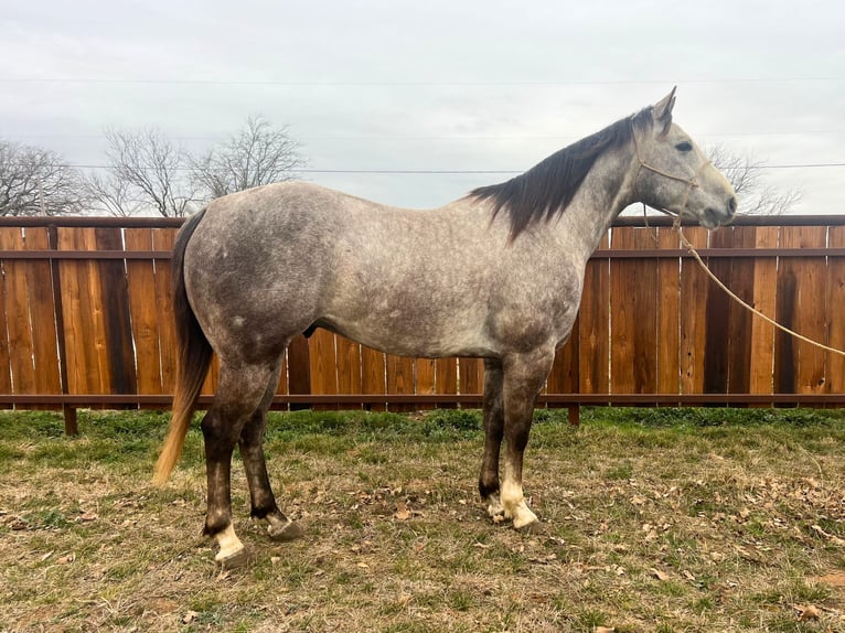 American Quarter Horse Gelding 5 years 14,2 hh Gray in Hico, TX