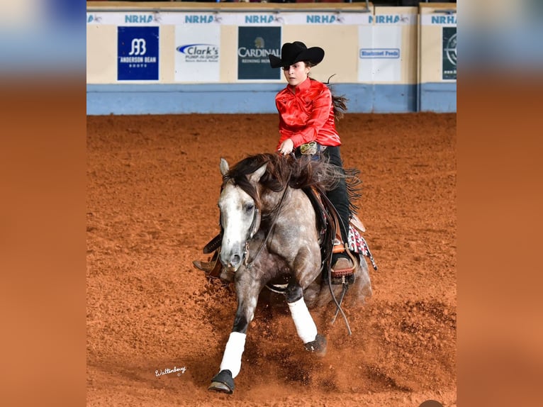 American Quarter Horse Gelding 5 years 14,2 hh Grey in Whitesboro, TX