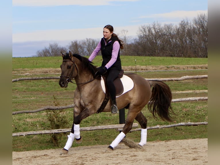 American Quarter Horse Gelding 5 years 14,2 hh Grullo in Auburn, KY