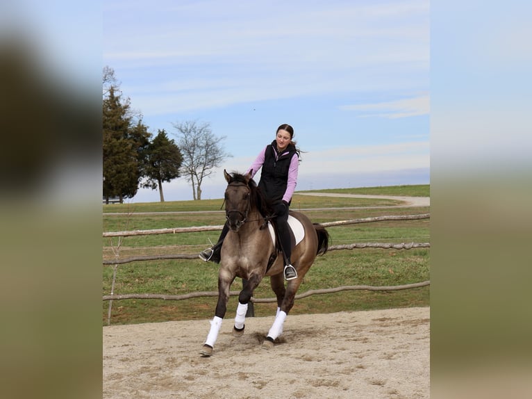 American Quarter Horse Gelding 5 years 14,2 hh Grullo in Auburn, KY