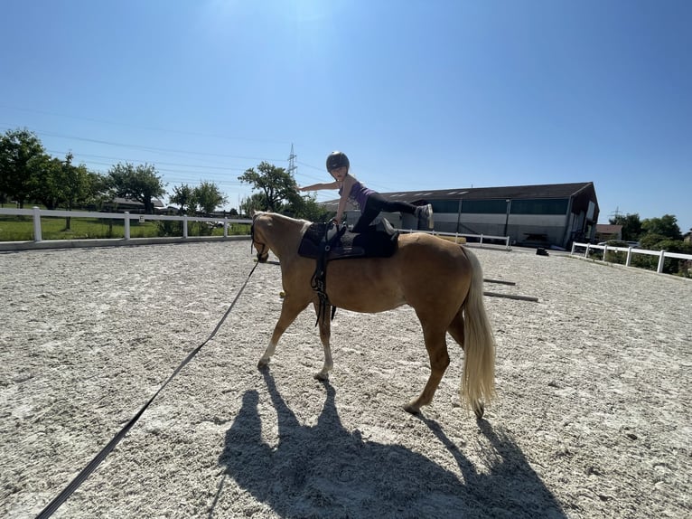 American Quarter Horse Gelding 5 years 14.2 hh Palomino in Ludwigsburg-Oßweil