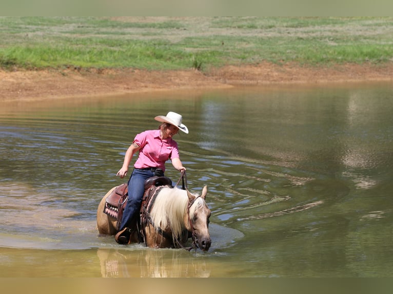 American Quarter Horse Gelding 5 years 14,2 hh Palomino in Whitesboro, TX