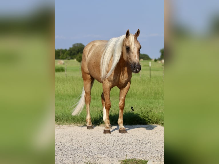 American Quarter Horse Gelding 5 years 14,2 hh Palomino in Whitesboro, TX