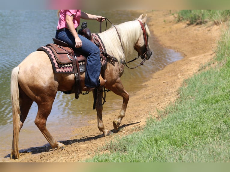American Quarter Horse Gelding 5 years 14,2 hh Palomino in Whitesboro, TX