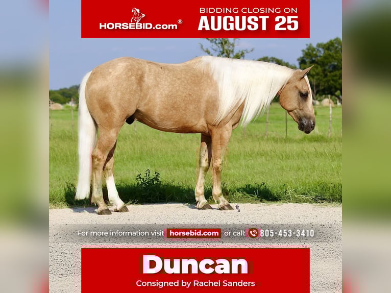 American Quarter Horse Gelding 5 years 14,2 hh Palomino in Whitesboro, TX