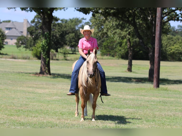American Quarter Horse Gelding 5 years 14,2 hh Palomino in Whitesboro, TX