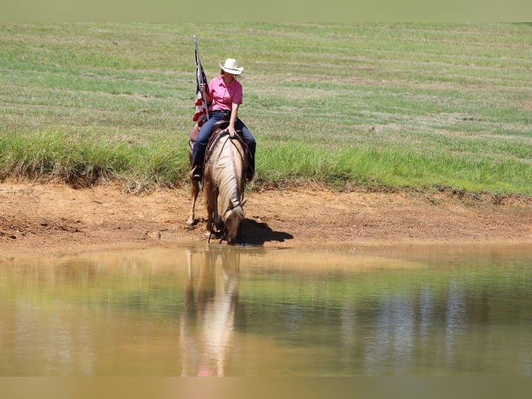 American Quarter Horse Gelding 5 years 14,2 hh Palomino in Whitesboro, TX