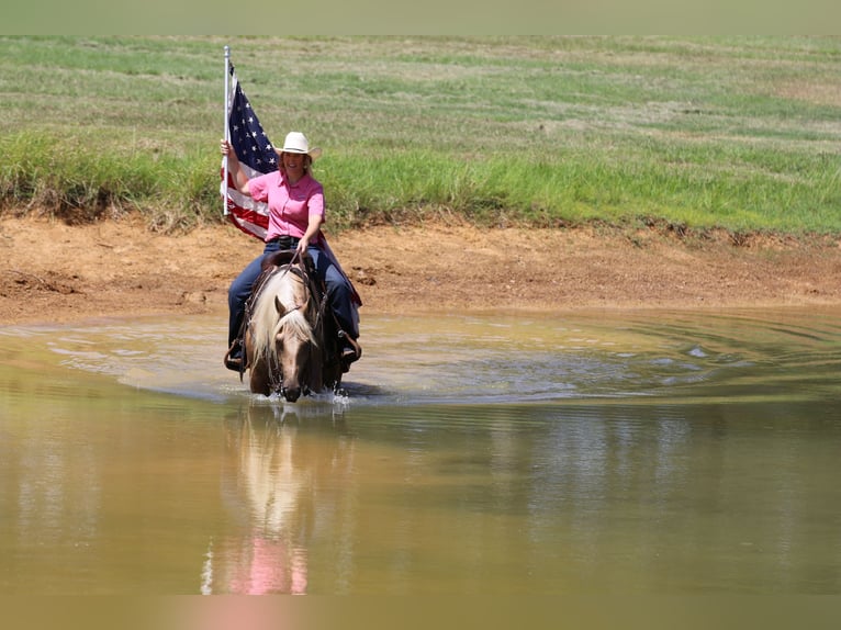 American Quarter Horse Gelding 5 years 14,2 hh Palomino in Whitesboro, TX