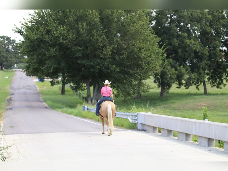 American Quarter Horse Gelding 5 years 14,2 hh Palomino in Whitesboro, TX