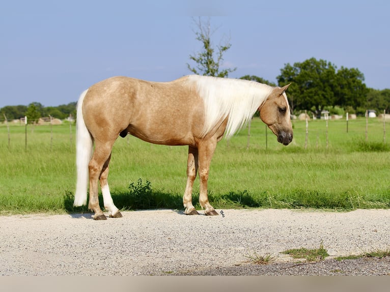 American Quarter Horse Gelding 5 years 14,2 hh Palomino in Whitesboro, TX