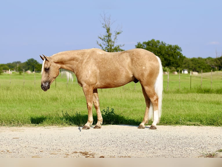 American Quarter Horse Gelding 5 years 14,2 hh Palomino in Whitesboro, TX