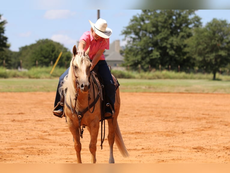American Quarter Horse Gelding 5 years 14,2 hh Palomino in Whitesboro, TX