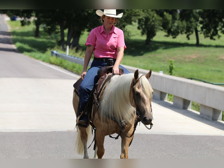 American Quarter Horse Gelding 5 years 14,2 hh Palomino in Whitesboro, TX