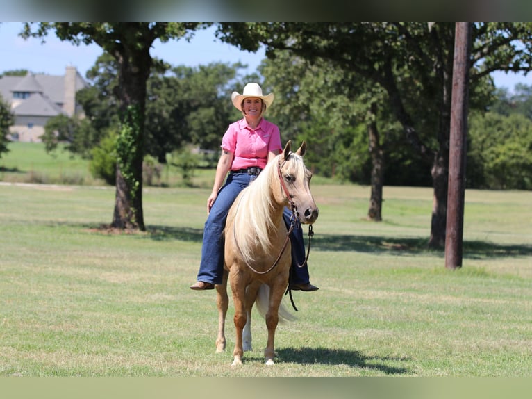 American Quarter Horse Gelding 5 years 14,2 hh Palomino in Whitesboro, TX