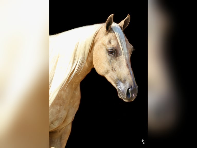 American Quarter Horse Gelding 5 years 14,2 hh Palomino in Whitesboro, TX