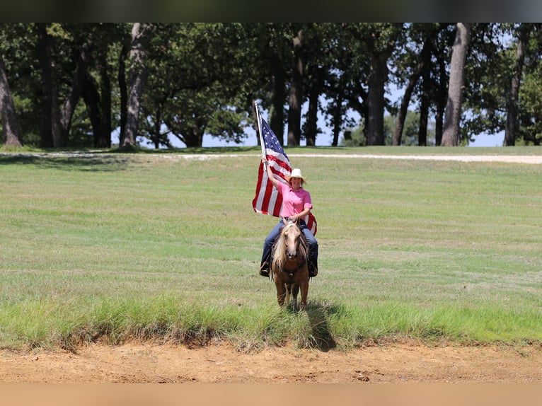 American Quarter Horse Gelding 5 years 14,2 hh Palomino in Whitesboro, TX