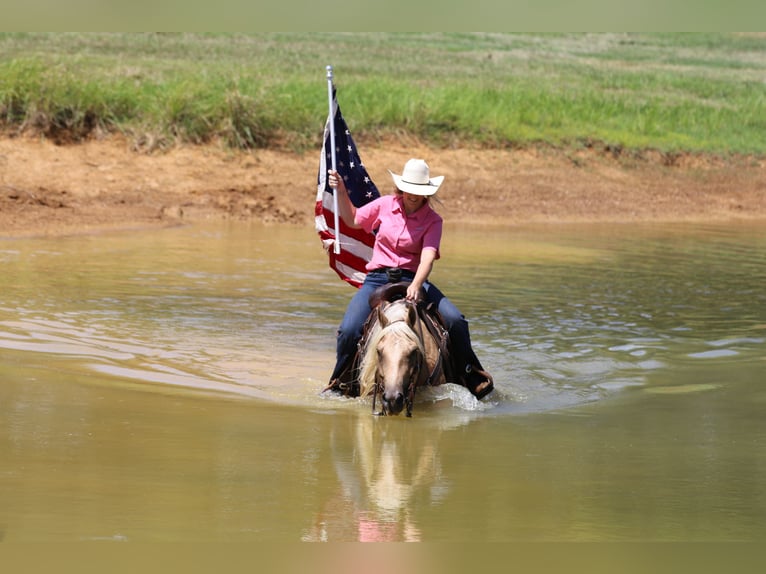 American Quarter Horse Gelding 5 years 14,2 hh Palomino in Whitesboro, TX