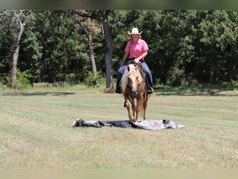 American Quarter Horse Gelding 5 years 14,2 hh Palomino in Whitesboro, TX
