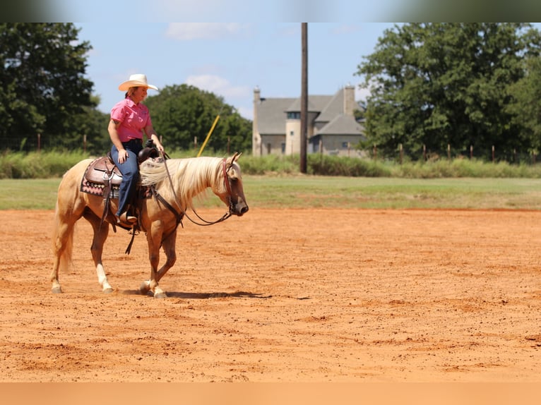 American Quarter Horse Gelding 5 years 14,2 hh Palomino in Whitesboro, TX