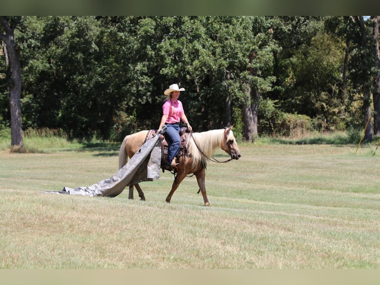 American Quarter Horse Gelding 5 years 14,2 hh Palomino in Whitesboro, TX