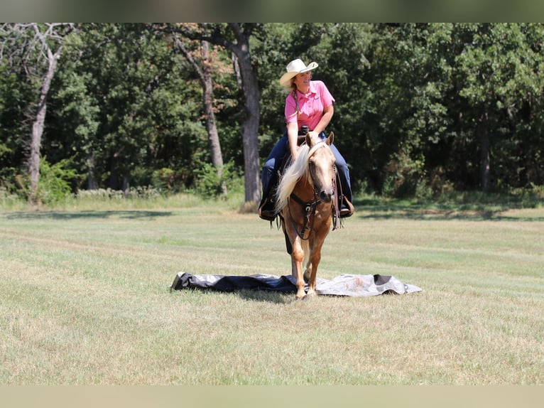 American Quarter Horse Gelding 5 years 14,2 hh Palomino in Whitesboro, TX