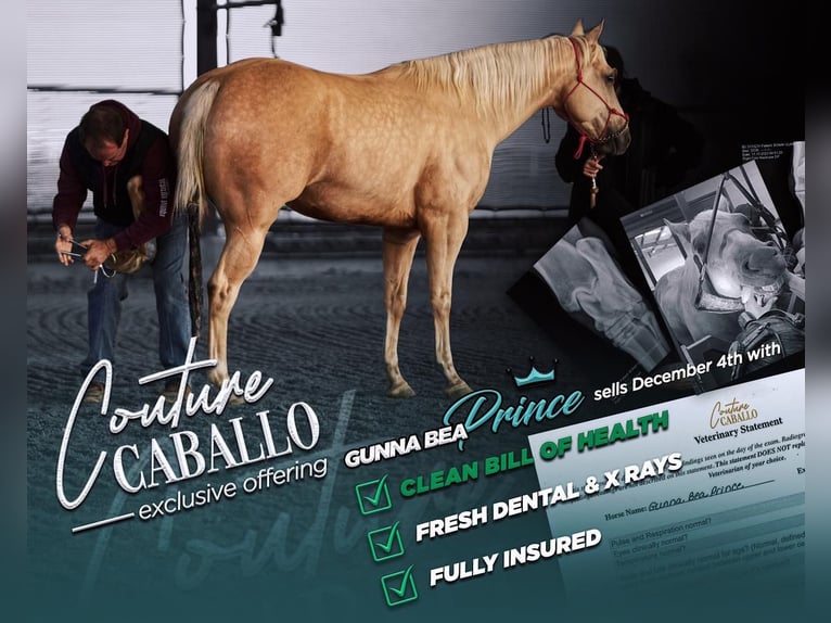 American Quarter Horse Gelding 5 years 14,2 hh Palomino in Addison, TX