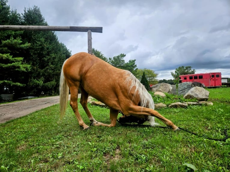 American Quarter Horse Gelding 5 years 14,2 hh Palomino in Ashland OH