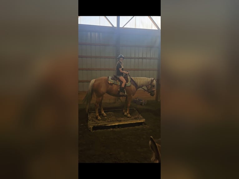 American Quarter Horse Gelding 5 years 14,2 hh Palomino in Ashland OH