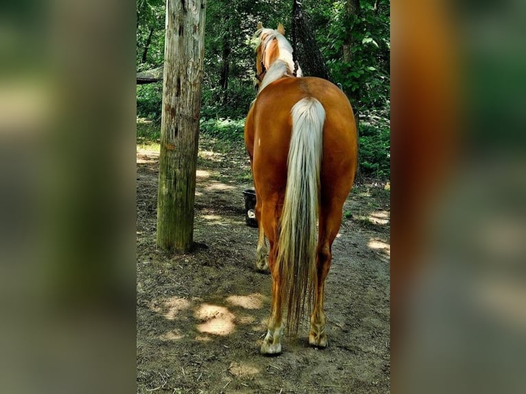 American Quarter Horse Gelding 5 years 14,2 hh Palomino in Ashland OH