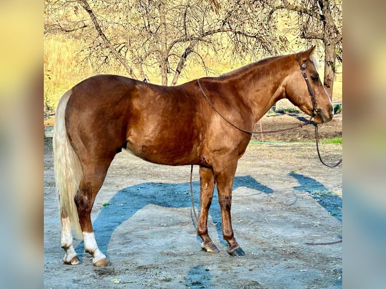 American Quarter Horse Gelding 5 years 14,2 hh Palomino in Paicines CA