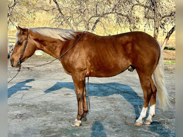 American Quarter Horse Gelding 5 years 14,2 hh Palomino in Paicines CA