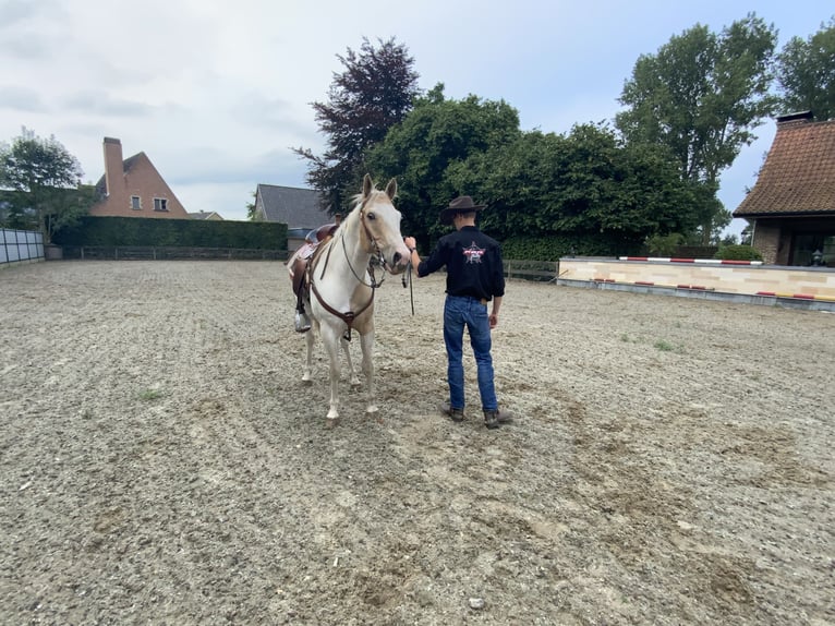 American Quarter Horse Gelding 5 years 14,2 hh Palomino in Daknam