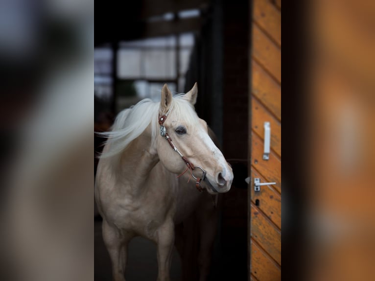 American Quarter Horse Mix Gelding 5 years 14,2 hh Palomino in Fr&#xF6;ndenberg