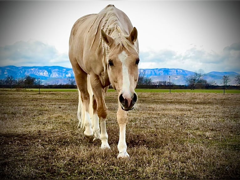 American Quarter Horse Gelding 5 years 14,2 hh Palomino in Wiener Neustadt