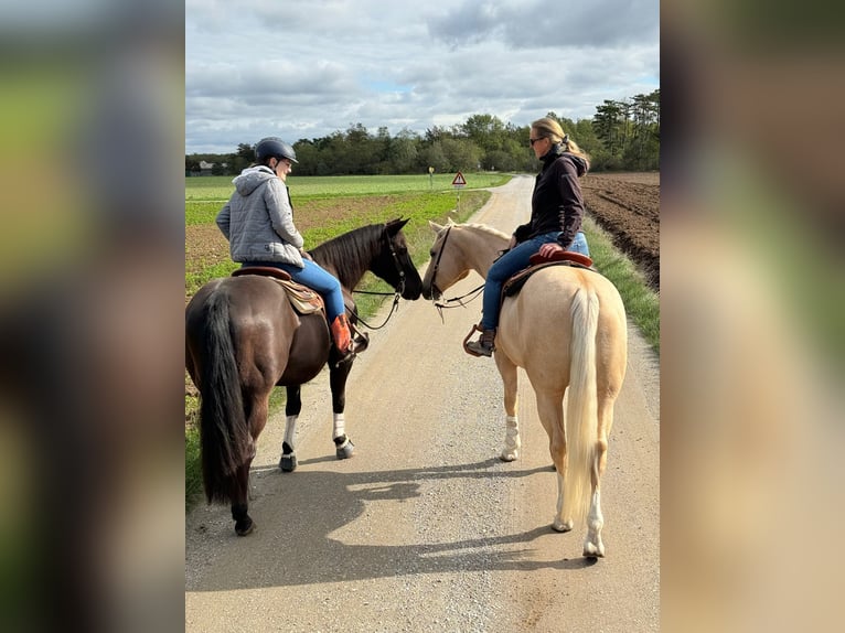 American Quarter Horse Gelding 5 years 14,2 hh Palomino in Wiener Neustadt