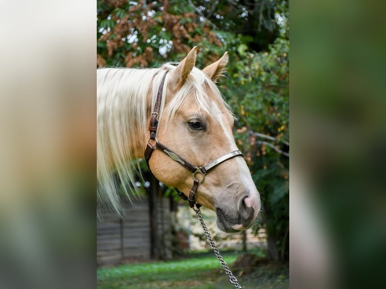 American Quarter Horse Gelding 5 years 14,2 hh Palomino in Wiener Neustadt