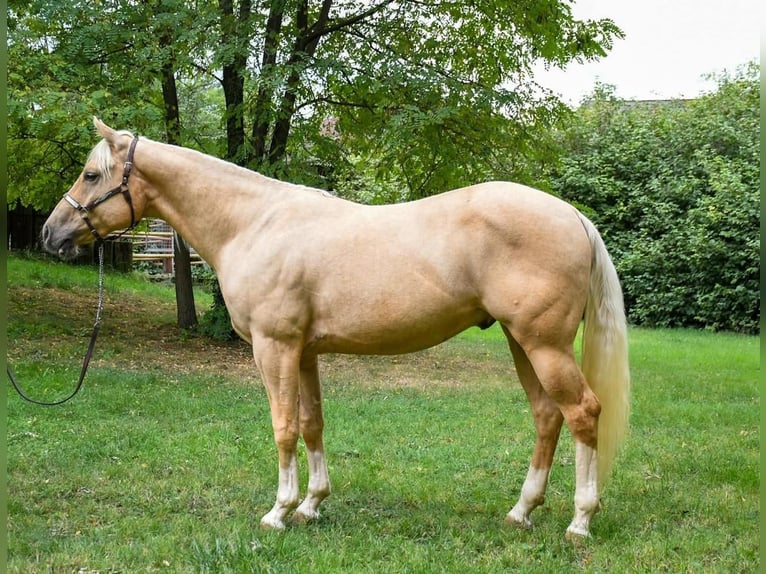 American Quarter Horse Gelding 5 years 14,2 hh Palomino in Wiener Neustadt