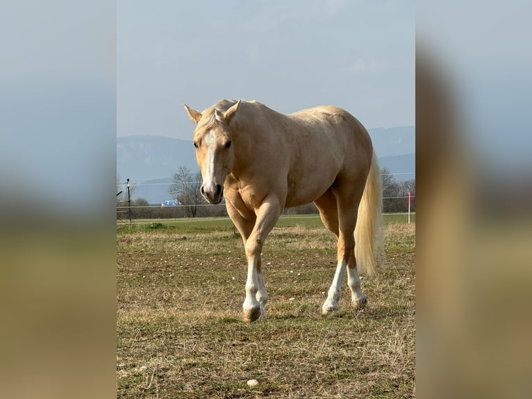 American Quarter Horse Gelding 5 years 14,2 hh Palomino in Wiener Neustadt