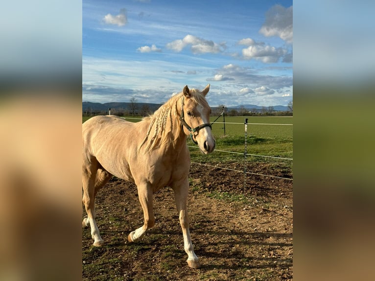 American Quarter Horse Gelding 5 years 14,2 hh Palomino in Wiener Neustadt