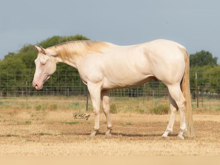 American Quarter Horse Gelding 5 years 14,2 hh Perlino in Ravenna TX