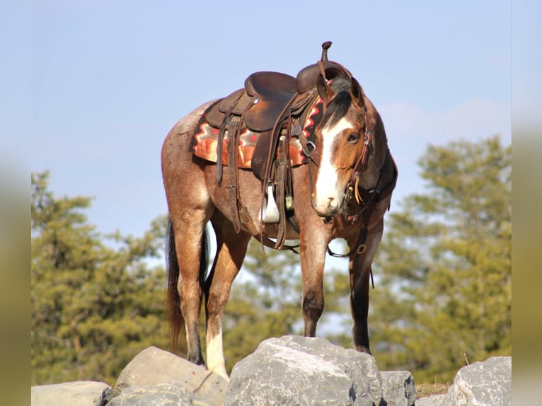 American Quarter Horse Gelding 5 years 14,2 hh in Rebersburg, PA